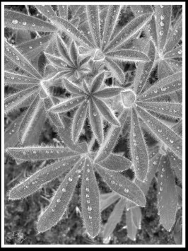 a close up, black and white photo of a sew covered-plant